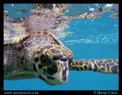 Juvenile Hawksbill Sea Turtle at the surface - at a tiny ... by Margo Cavis 